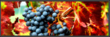 https://hope.1100ad.com//images/layout/gold/localization/en/autumn_8.jpg