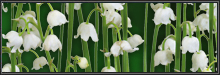 https://hope.1100ad.com/images/layout/gold/localization/en/spring_2.jpg